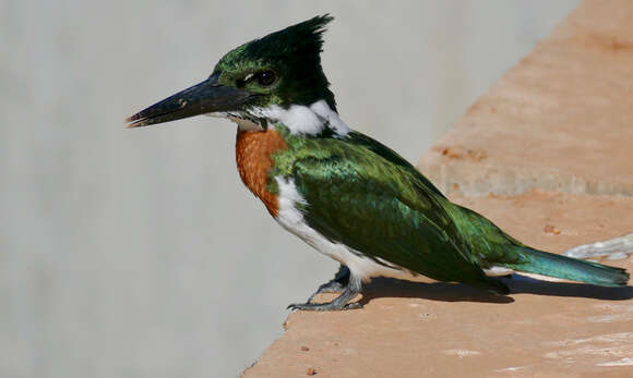 Image of Amazon Kingfisher