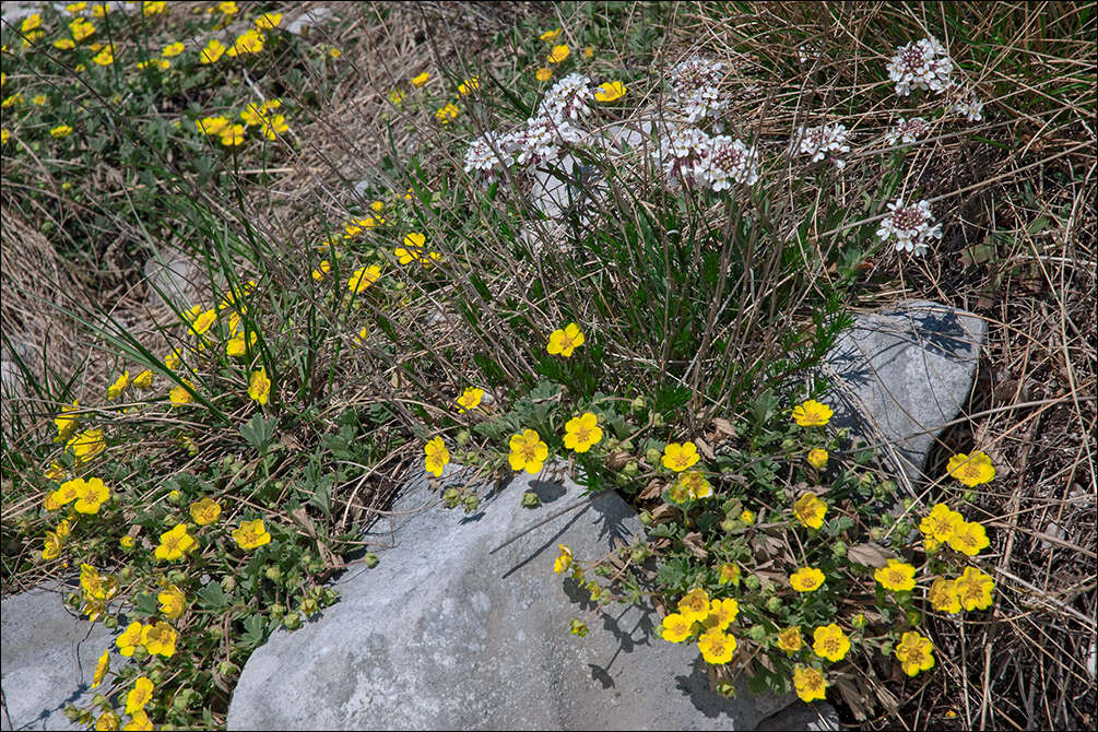 Image of Potentilla tommasiniana F. Schultz