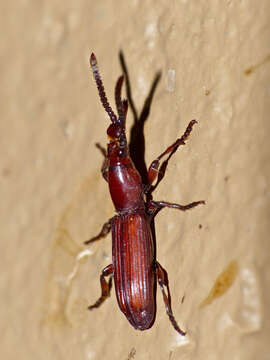 Plancia ëd Amorphocephala imitator (Fåhraeus 1871)