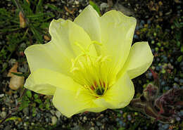 Imagem de Oenothera odorata Jacq.