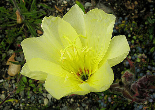 Image of Oenothera odorata Jacq.