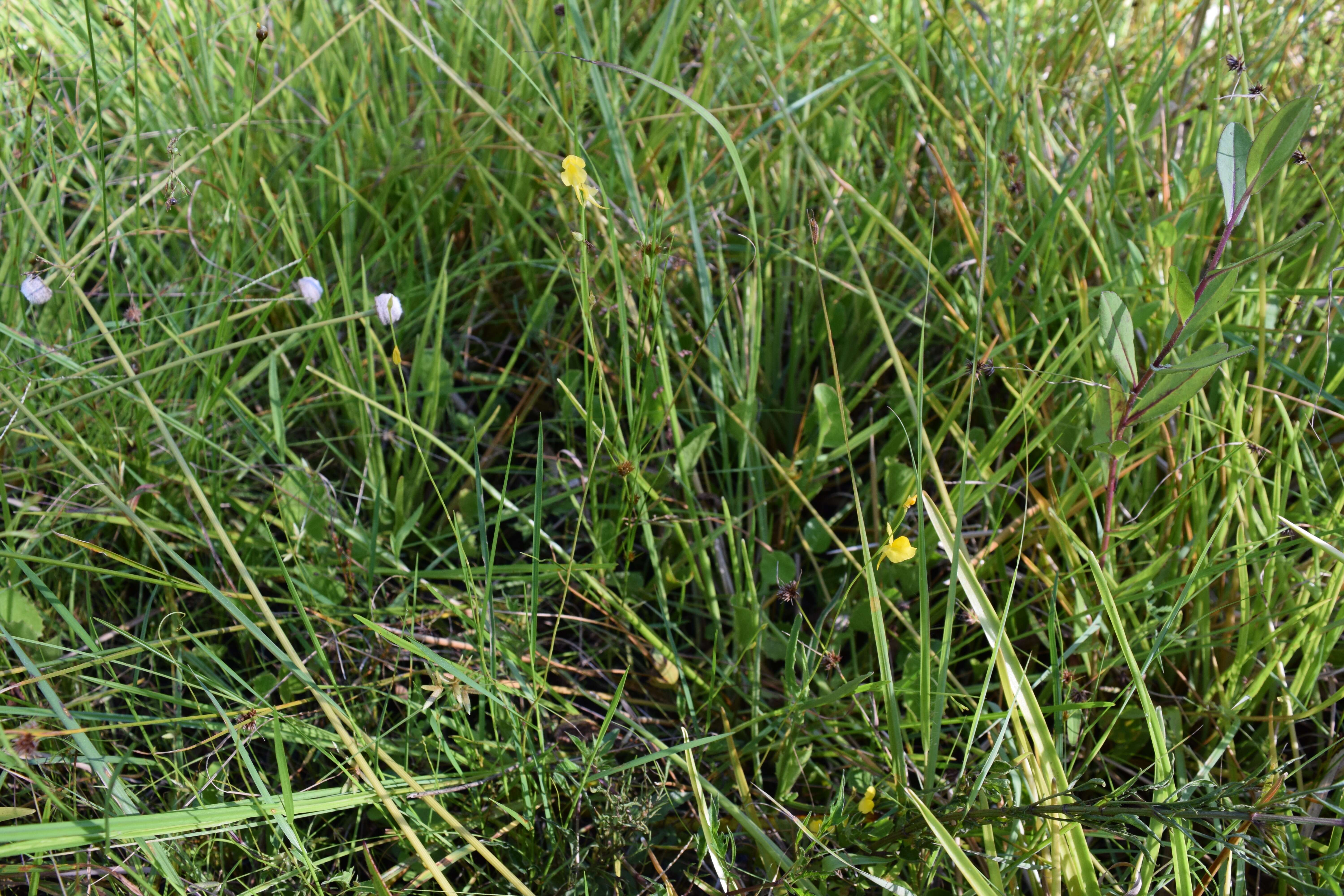 Image of southern bladderwort