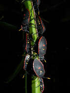 Image of Smilax spinosa Mill.