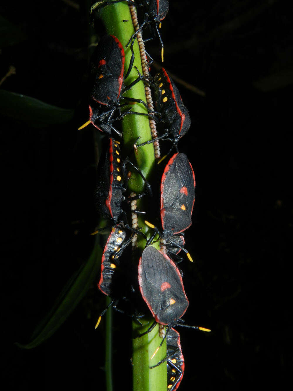 Image de Smilax spinosa Mill.