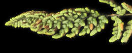 Image of lace lipfern