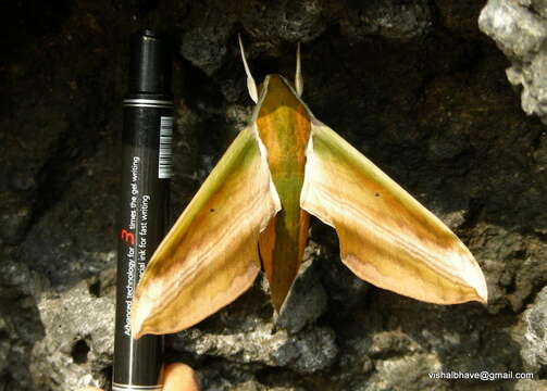 Image of Yam hawk moth