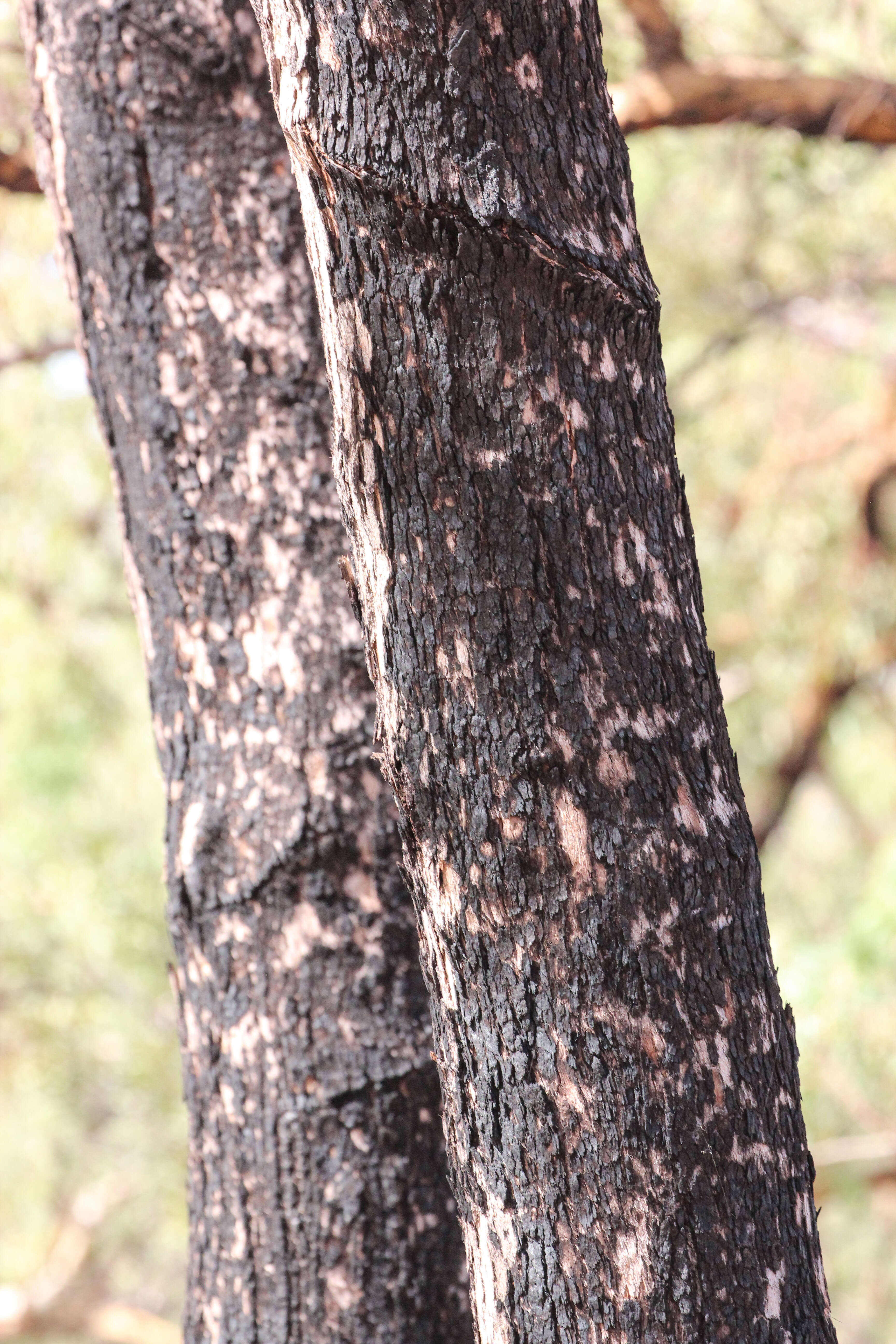 Слика од Eucalyptus similis Maiden