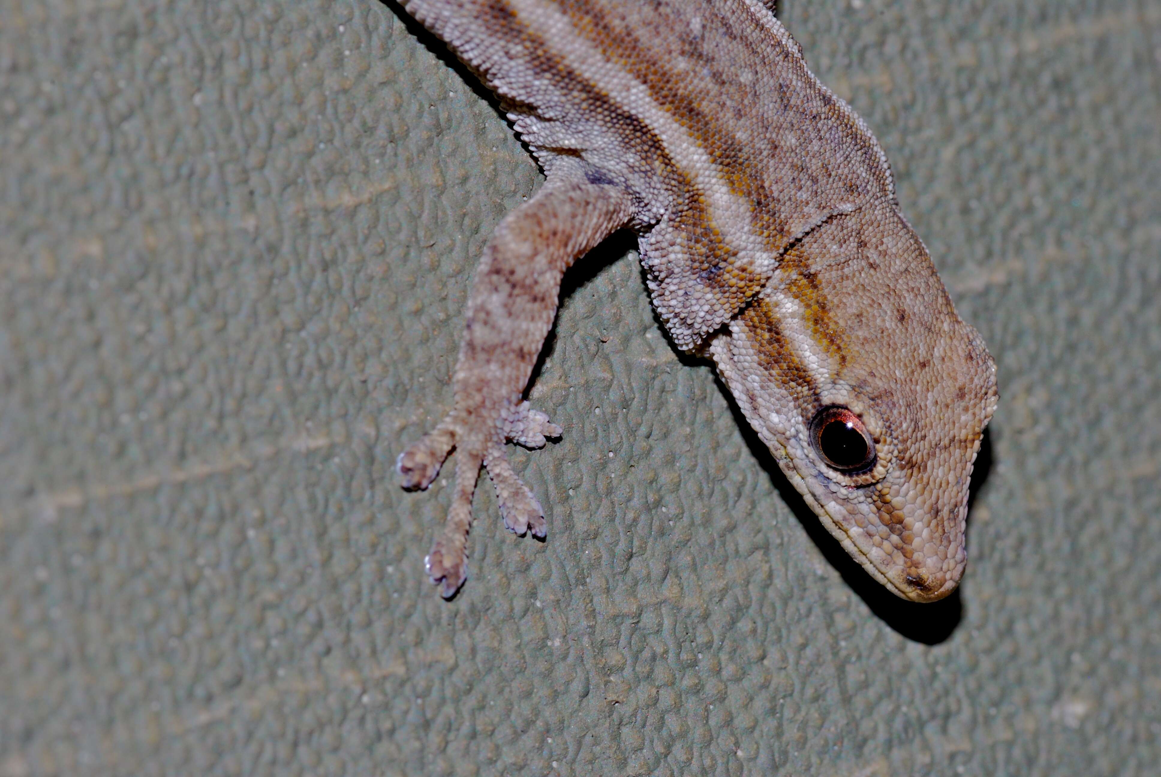 Image of Dwarf Geckos