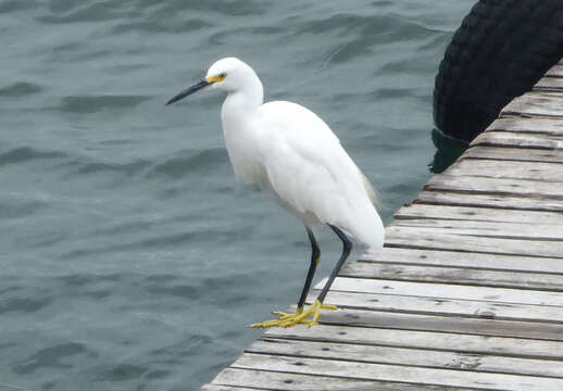 Image of Snowy Egret