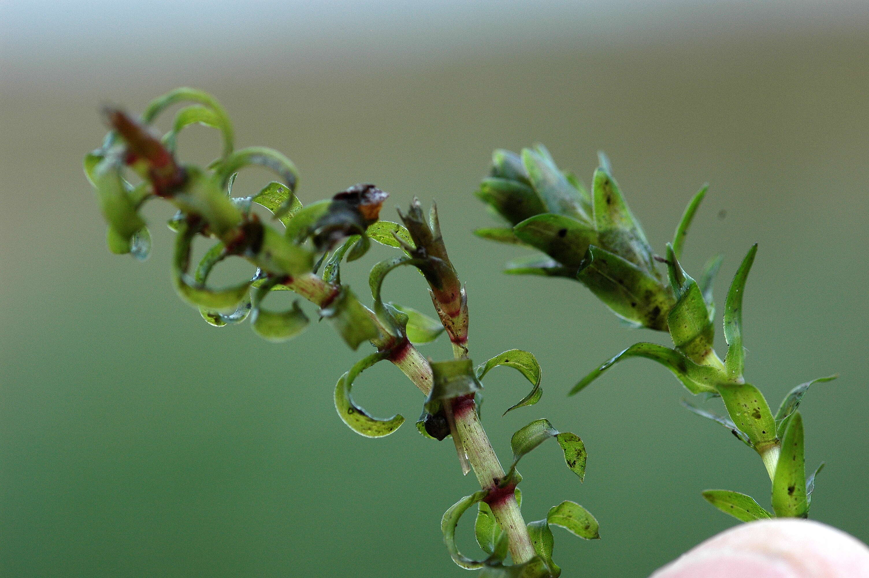 Image of western waterweed