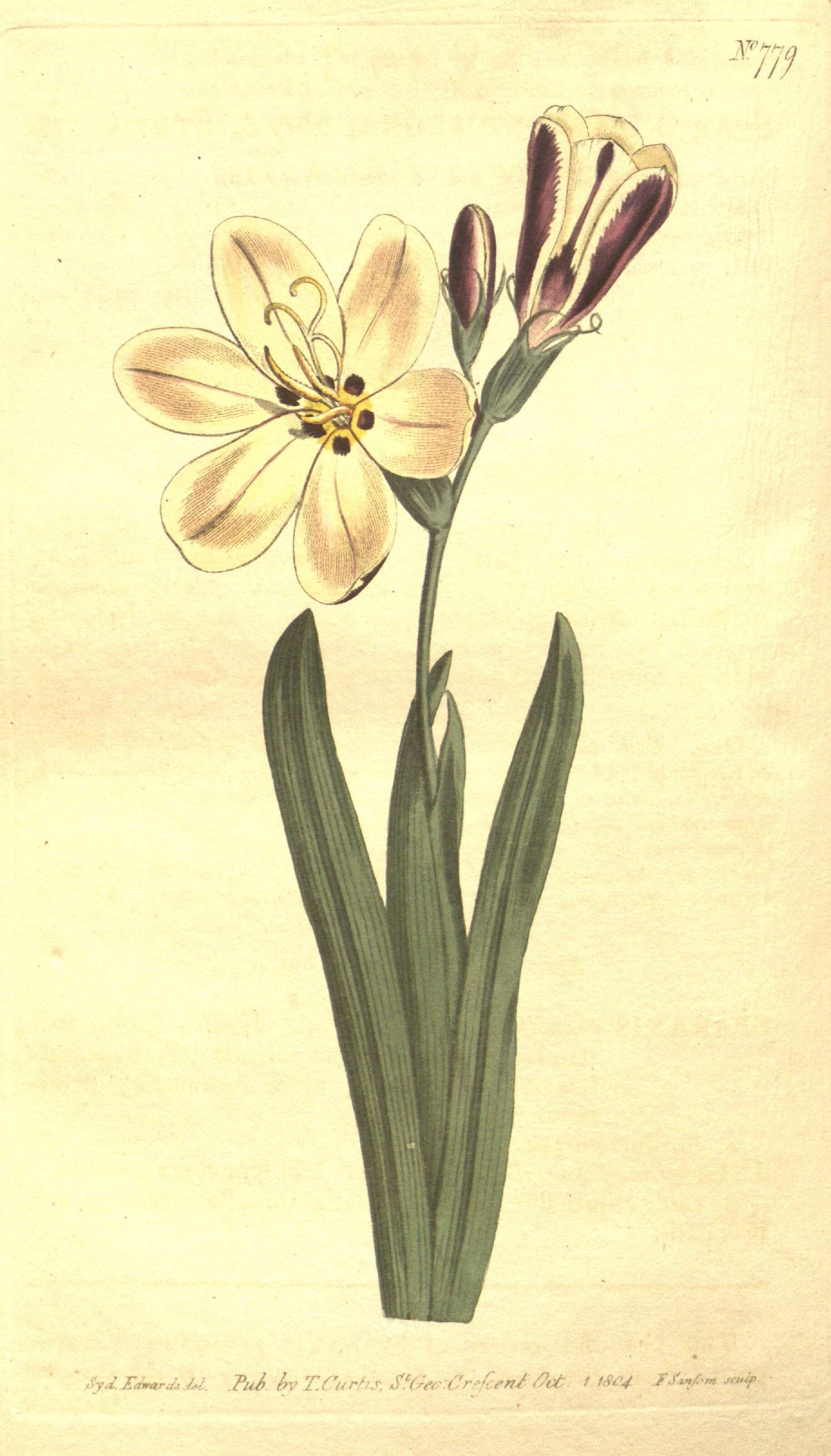 Image of wandflower