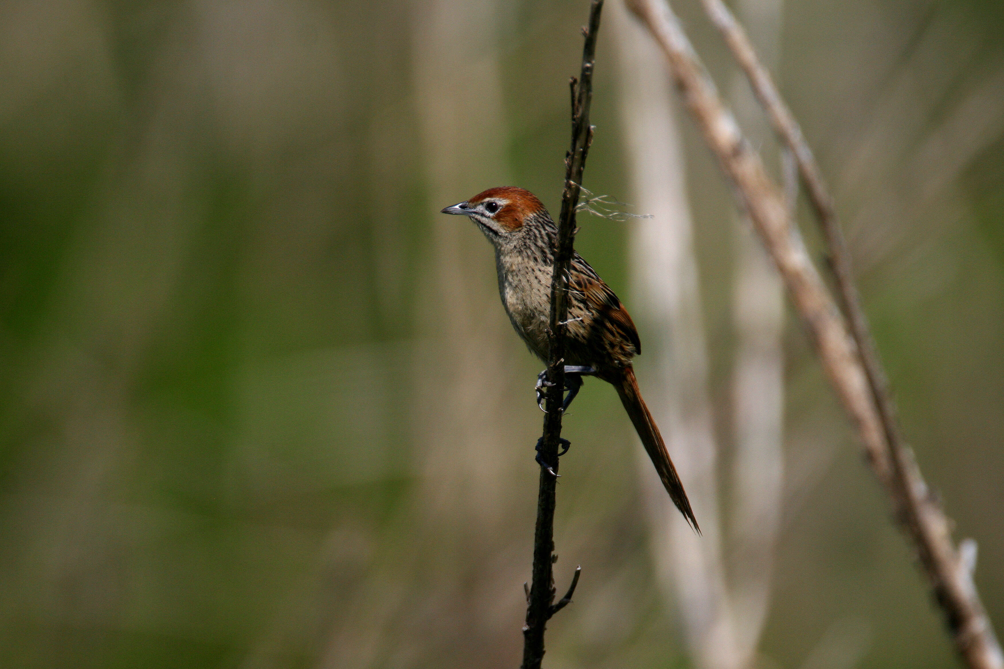 Image of Macrosphenidae