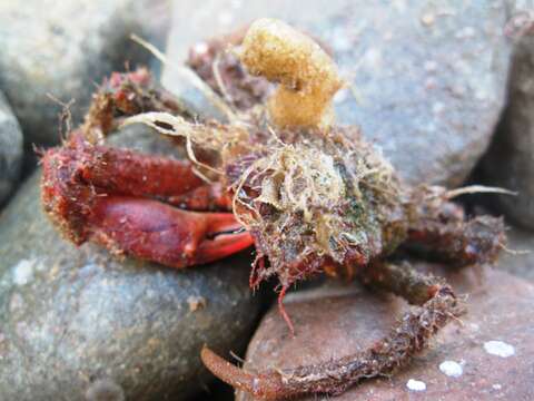 Image of Great spider crab