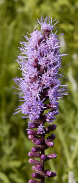 Слика од Liatris spicata (L.) Willd.