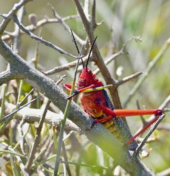 صورة Phymateus (Phymateus) morbillosus (Linnaeus 1758)