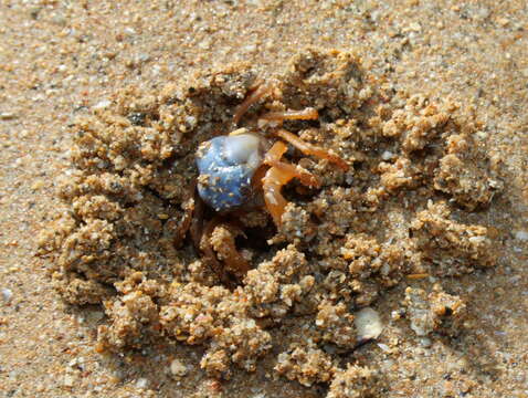 Image of grenadier crabs