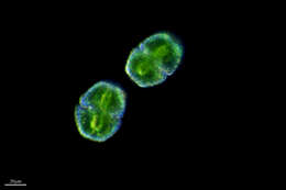 Image of Chlorophyceae