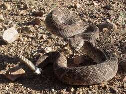 Image of Western Diamond-backed Rattlesnake