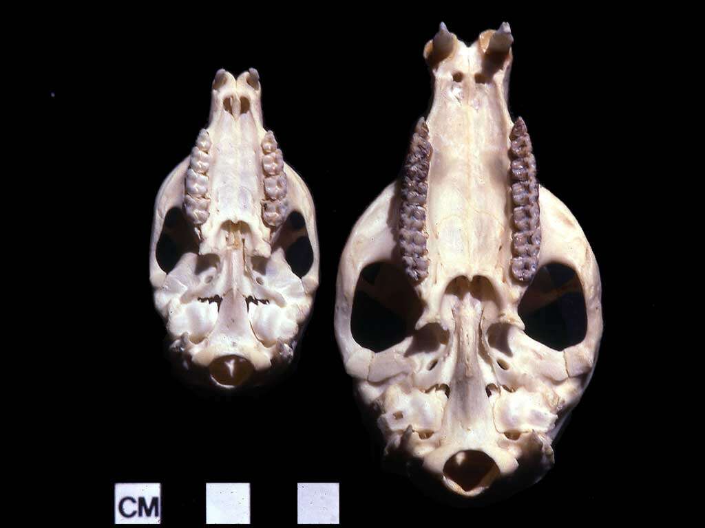 Image of Bush Hyrax