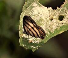 Image of Euptychia