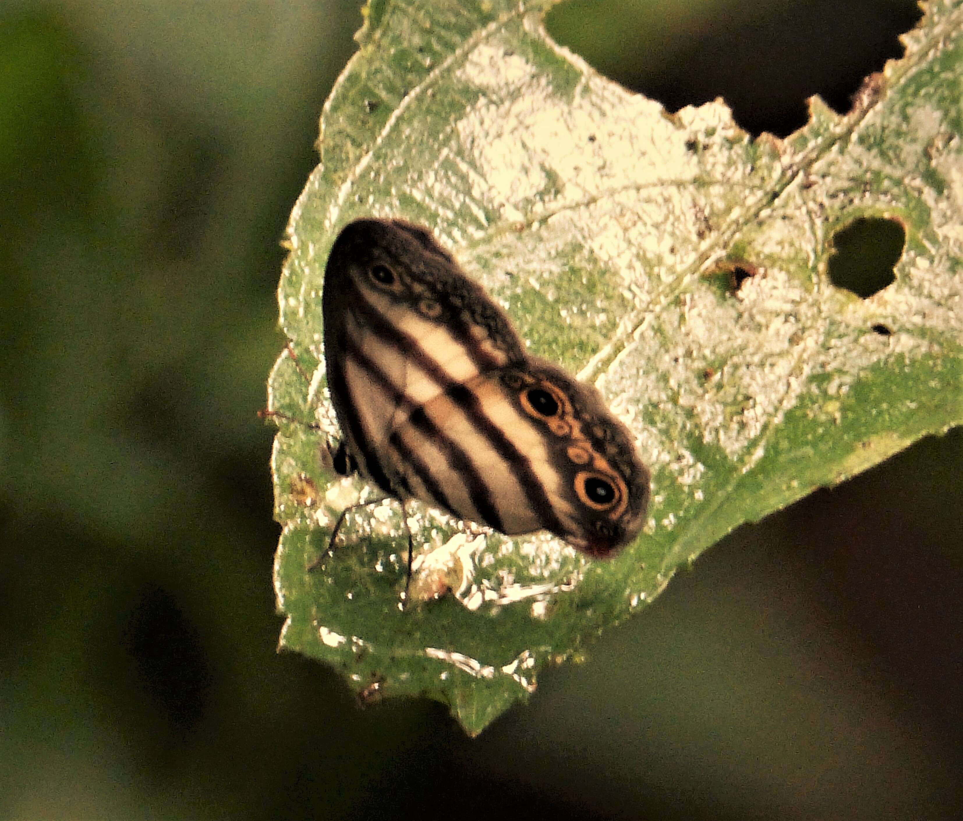 Image of Euptychia