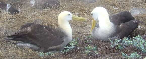 Image of Waved Albatross