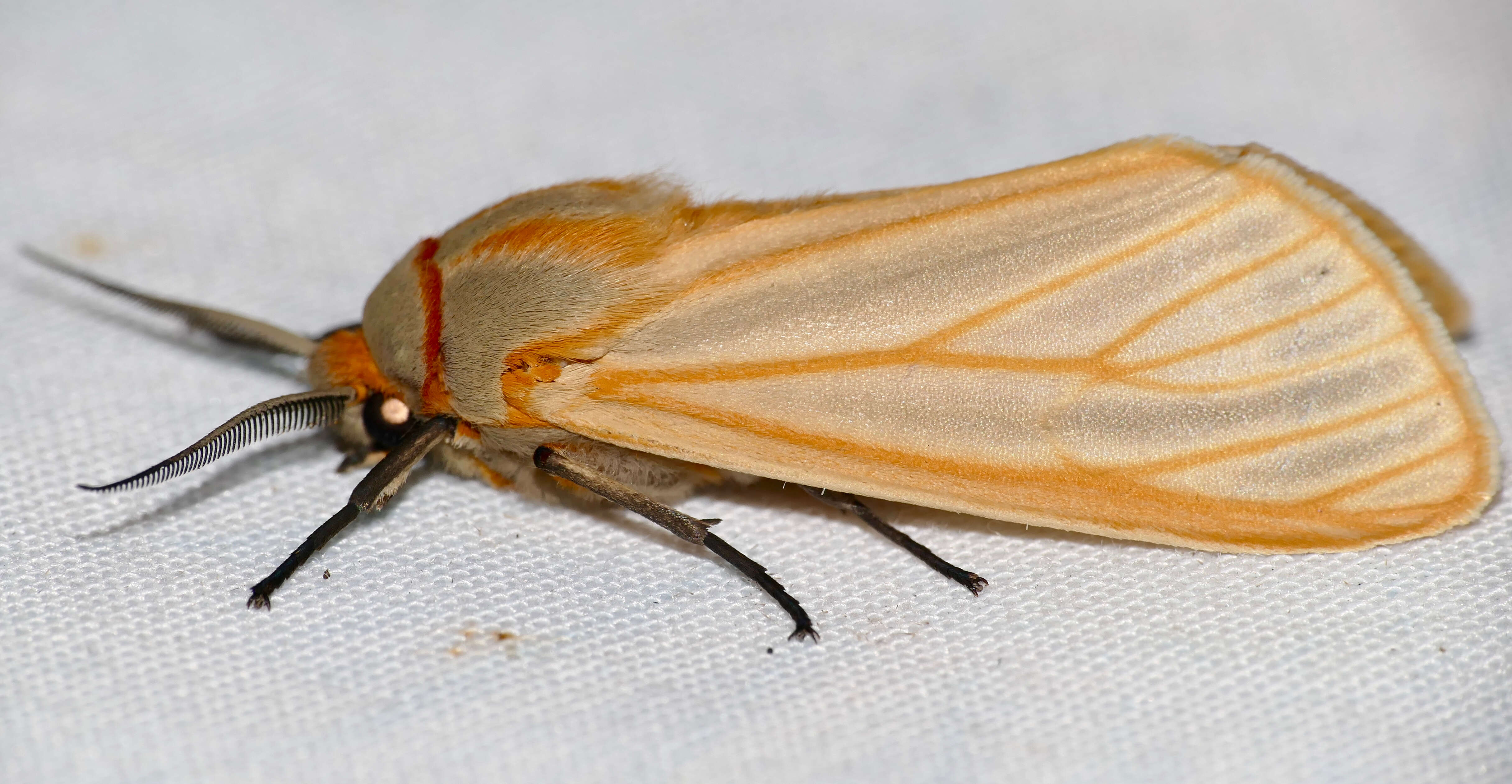 Image of Pseudoradiarctia Haynes 2011