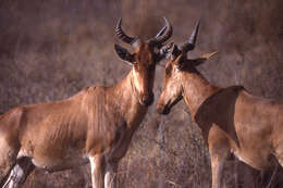 Image of Hartebeest