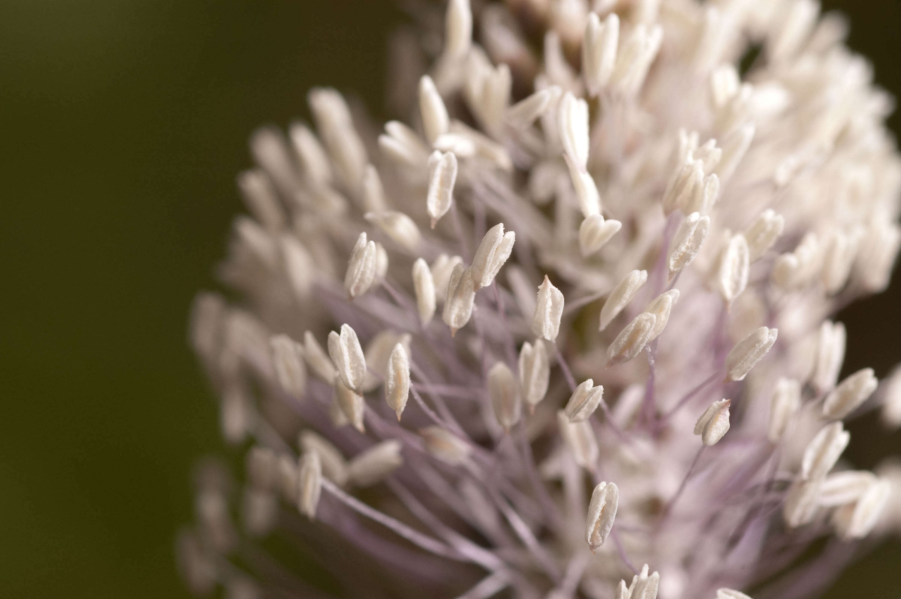 Image of Hoary Plantain