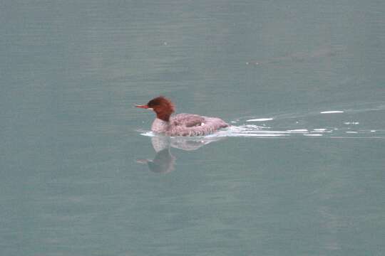 Image of Mergus merganser americanus Cassin 1852