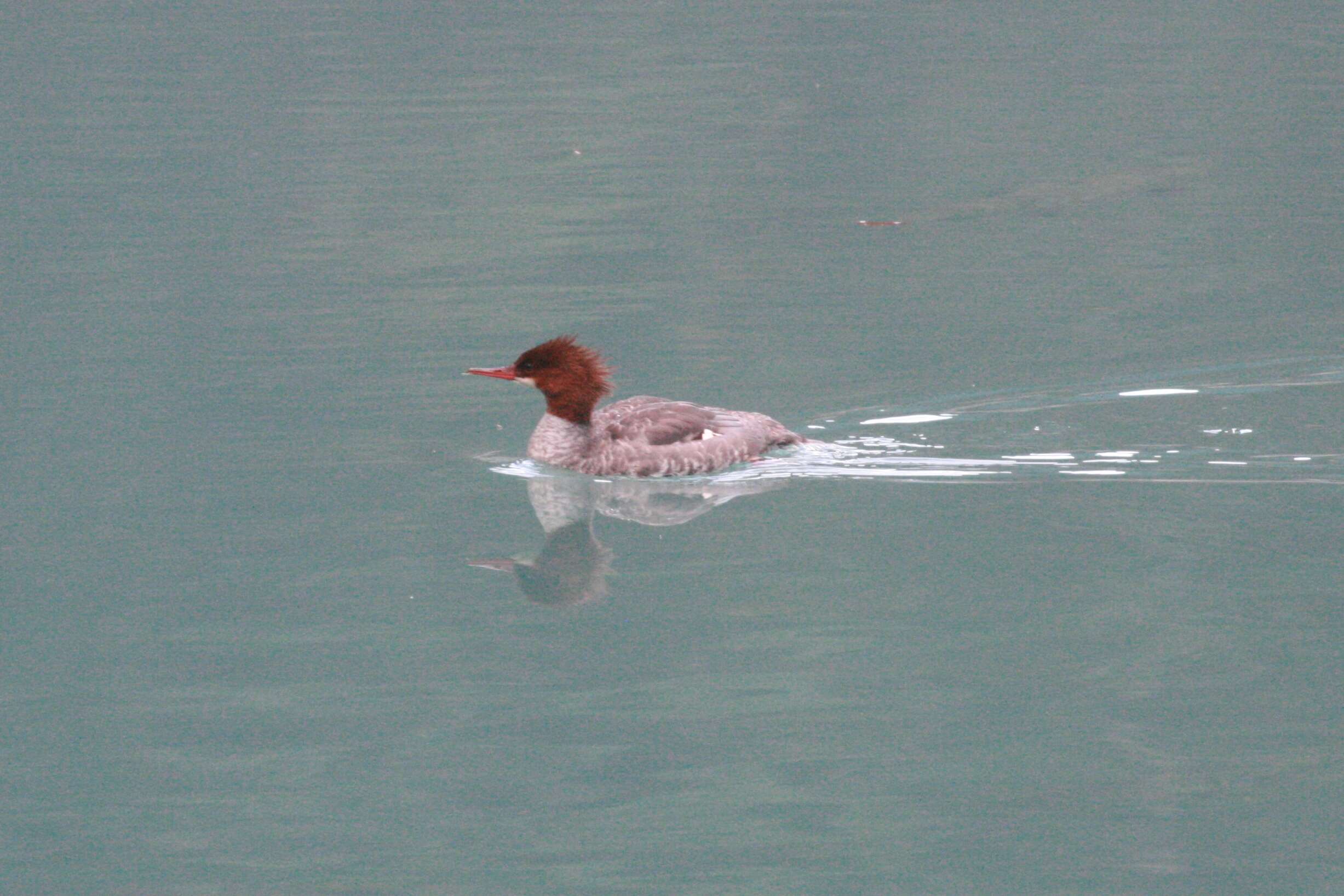 Mergus merganser americanus Cassin 1852的圖片