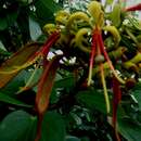 Image of Bauhinia ferruginea Roxb.