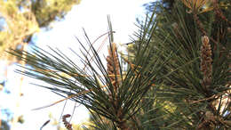 Image of Pine