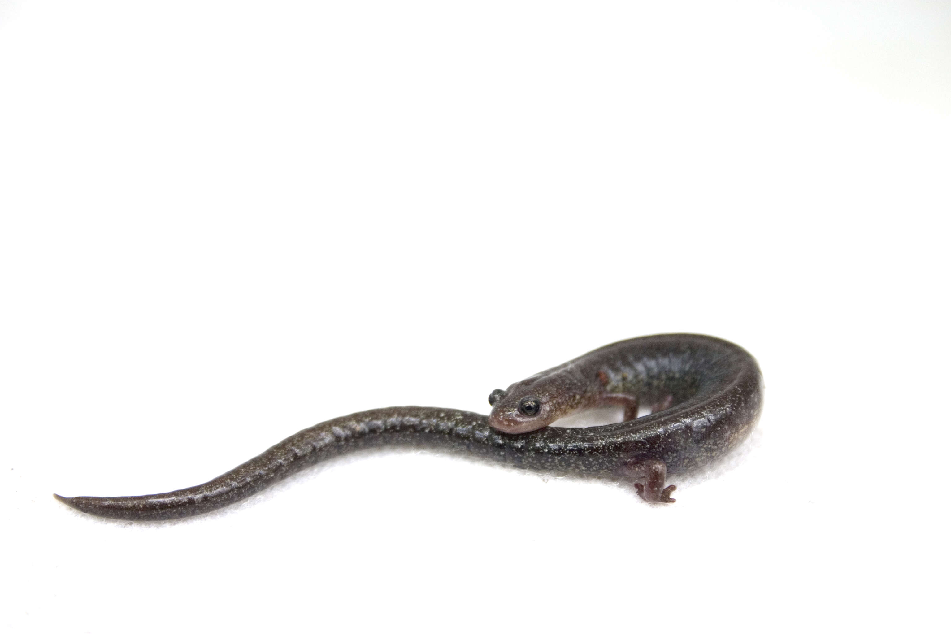 Image of Woodland salamander