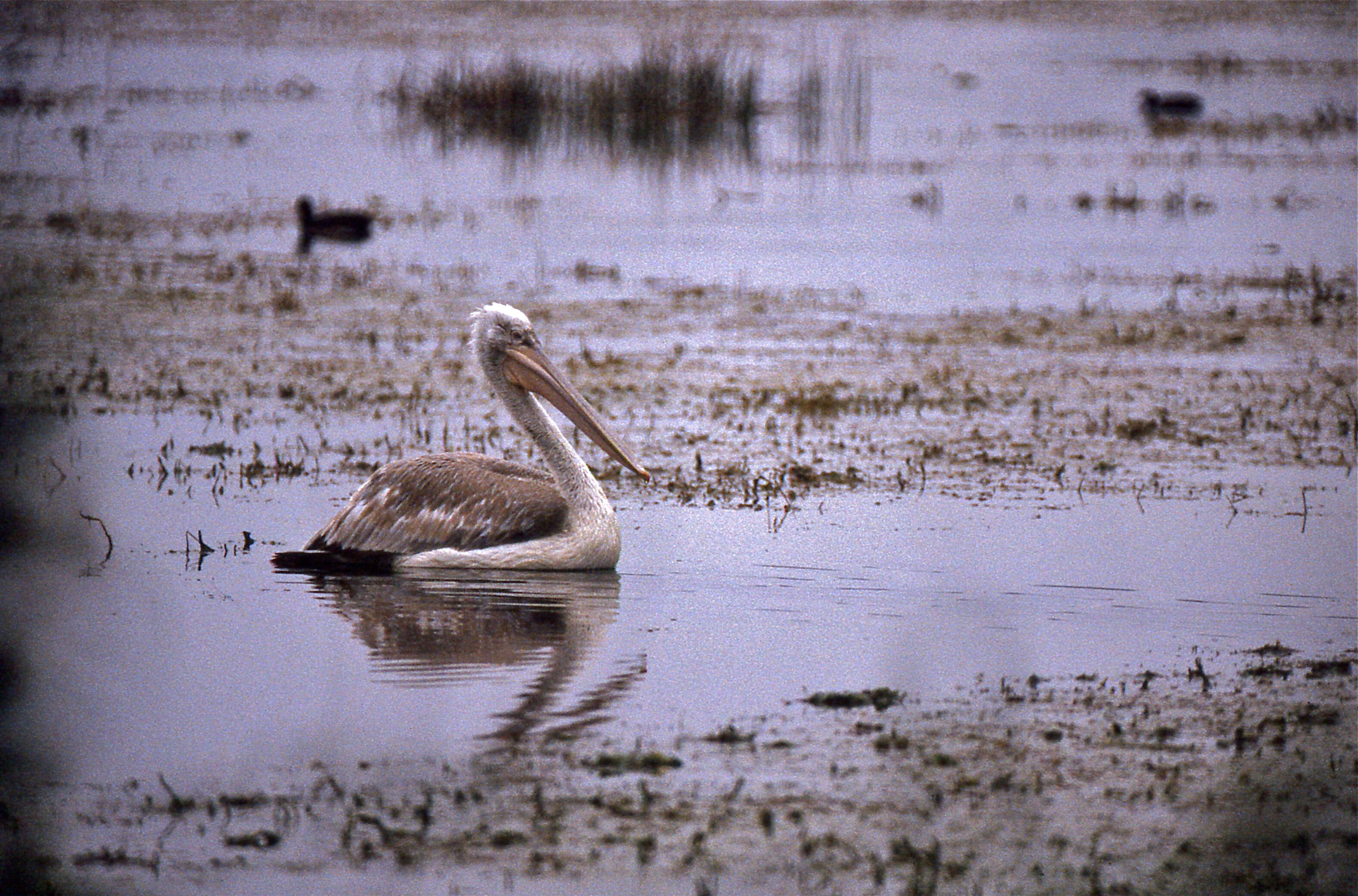 Image of Dalmatian Pelican