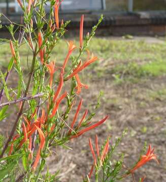 Image of Wright's desert honeysuckle