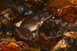 Image of Giant River Frog