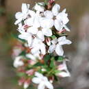 Imagem de Epacris apsleyensis R. K. Crowden