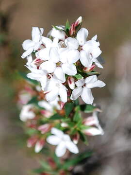 Image of Epacris apsleyensis R. K. Crowden