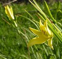 Image of Daylily