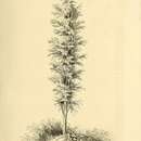 Imagem de Robinia pseudoacacia var. pyramidalis (Pepin) C. K. Schneid.