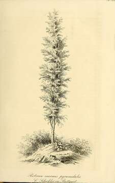 Imagem de Robinia pseudoacacia var. pyramidalis (Pepin) C. K. Schneid.