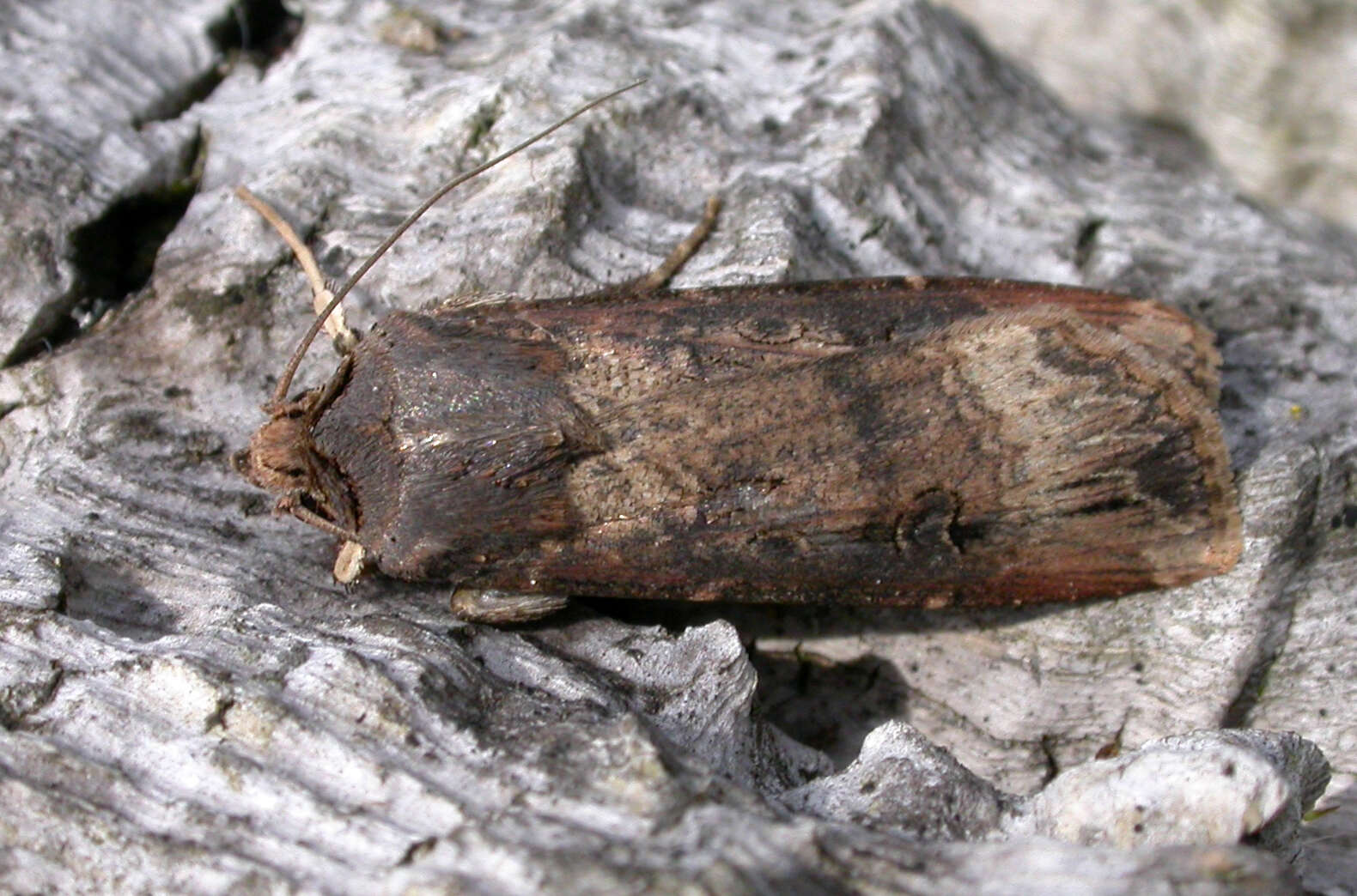 Image of Agrotis