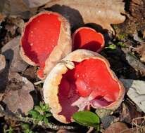 Image of scarlet cup