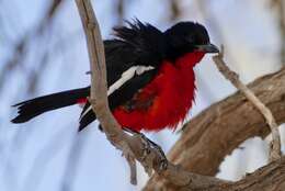 Image of Crimson-breasted Gonolek