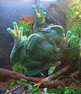 Image of Amazon Milk Frog