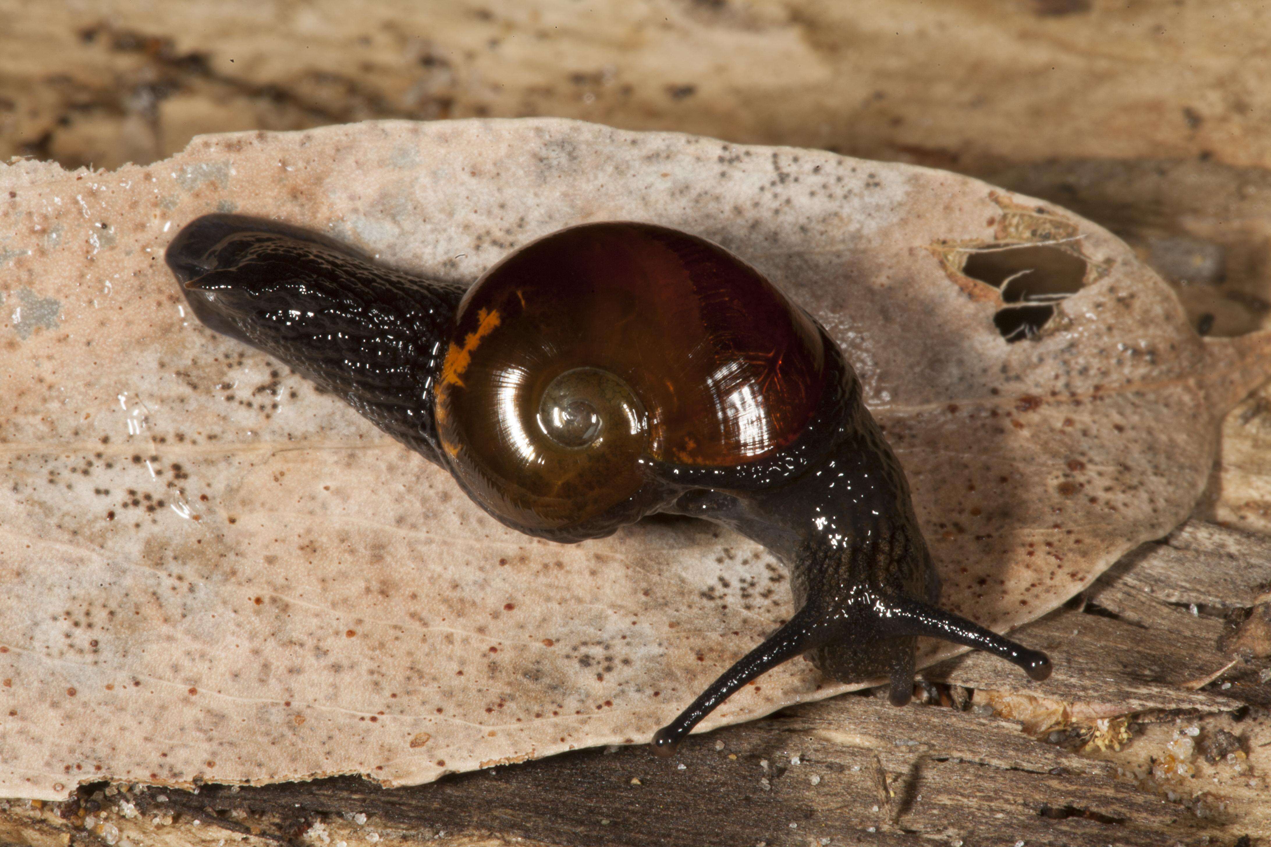 Image of Helicarionidae