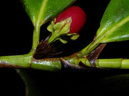 Image of Erythroxylum macrophyllum Cav.