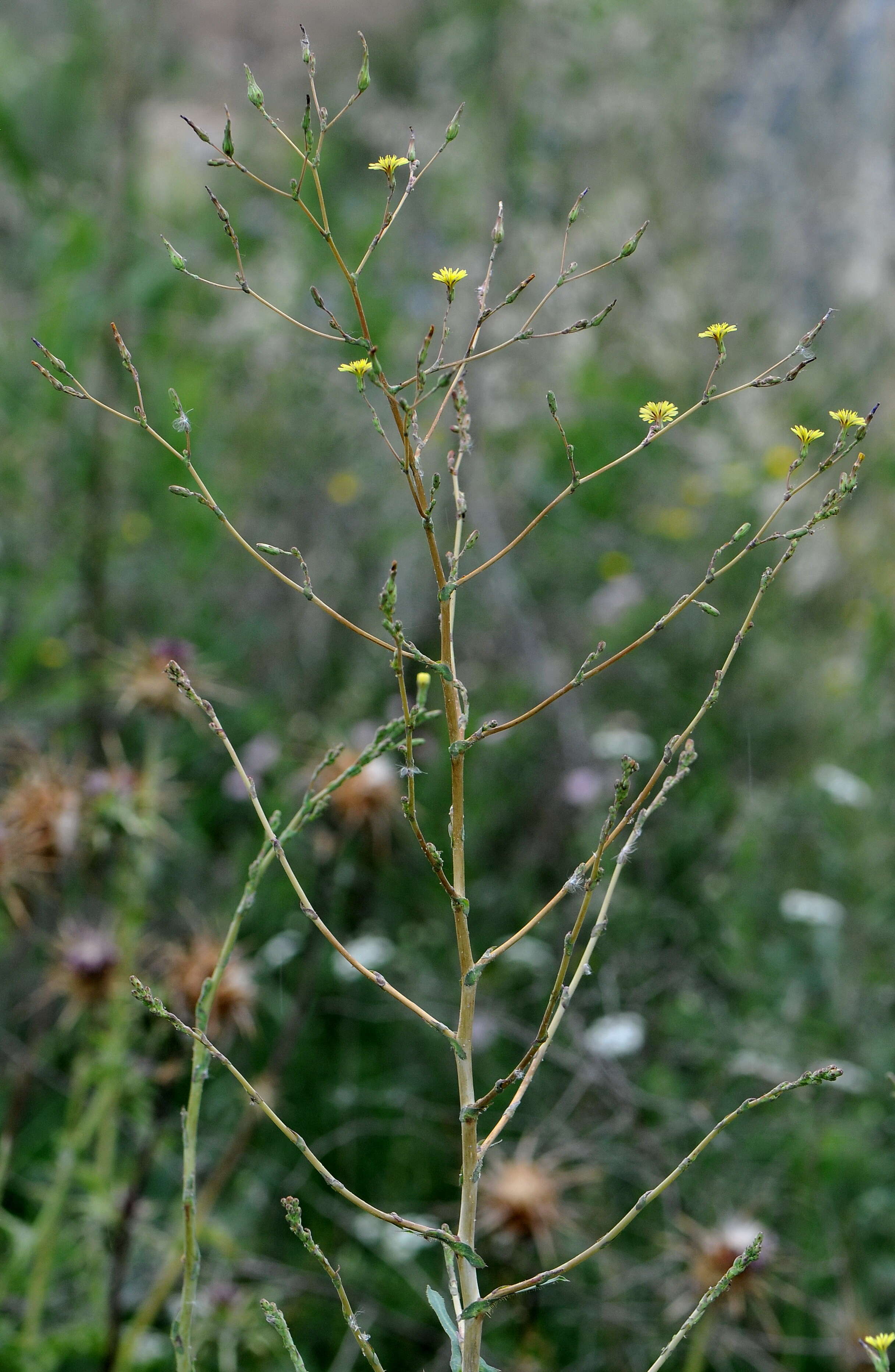 Image of prickly lettuce