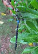 Image of Kunana pepperwort